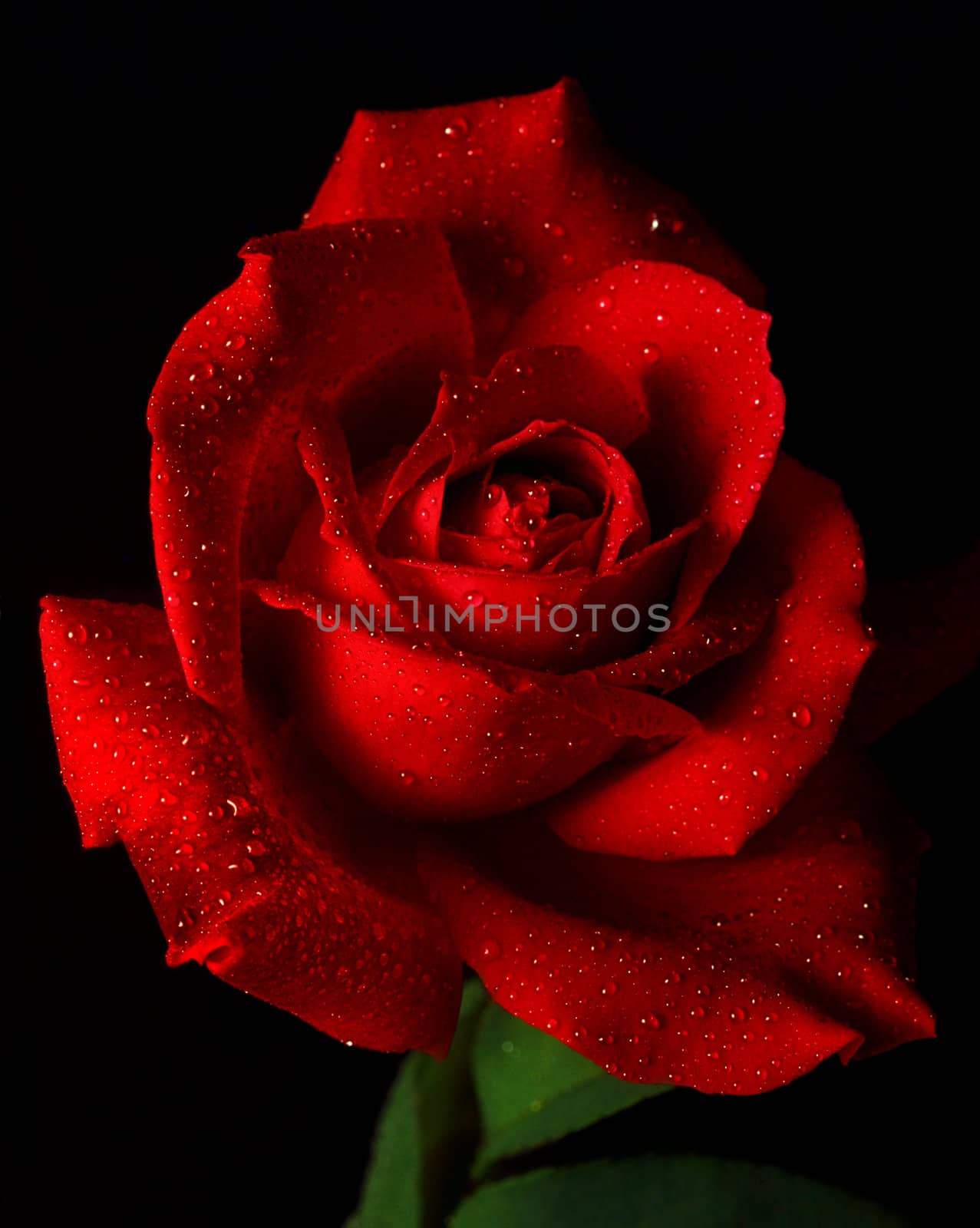 Single Red Rose by hotflash2001