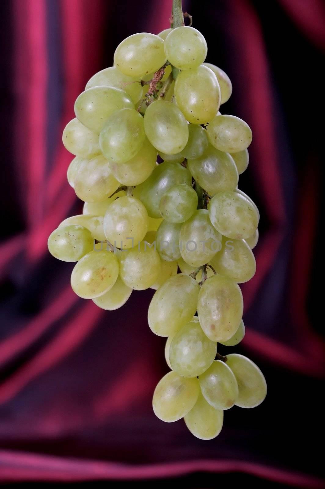 Grape bunch against shiny background by fouroaks