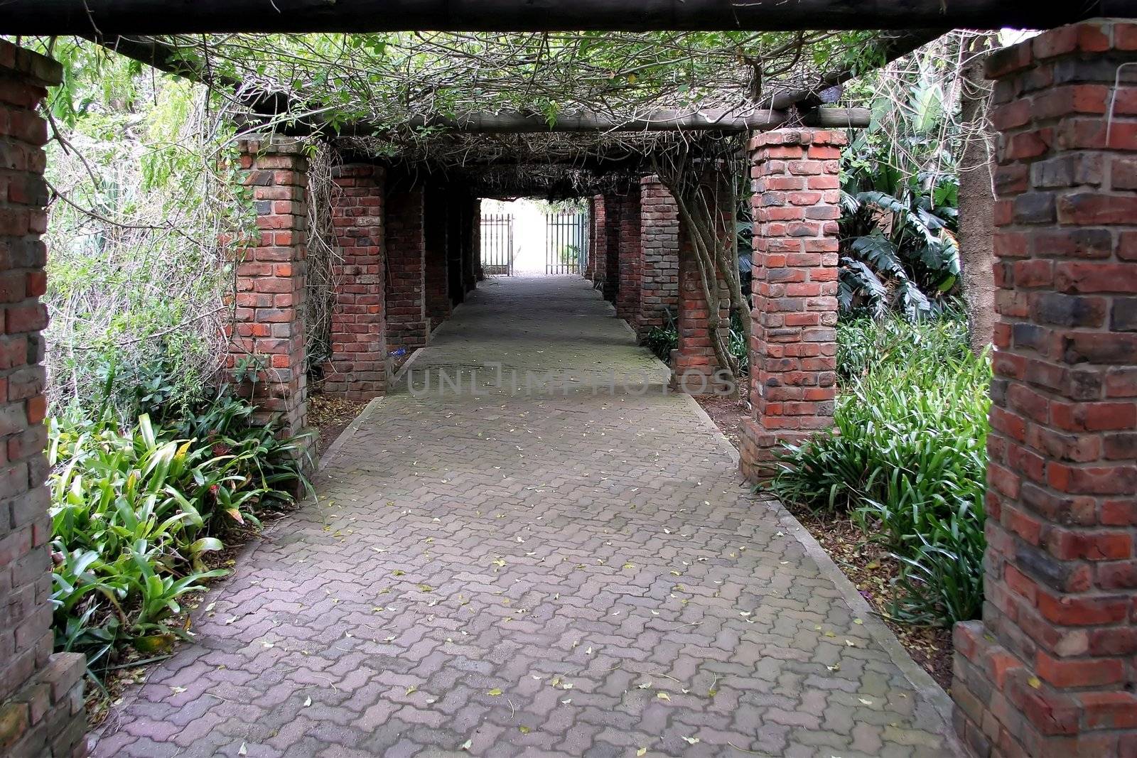Foliage covered walkway with gates and bright light at the end