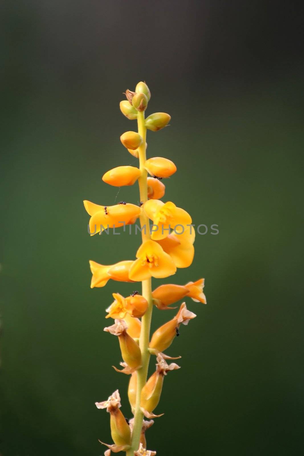 Stem with orange flowers and ants crawling on it