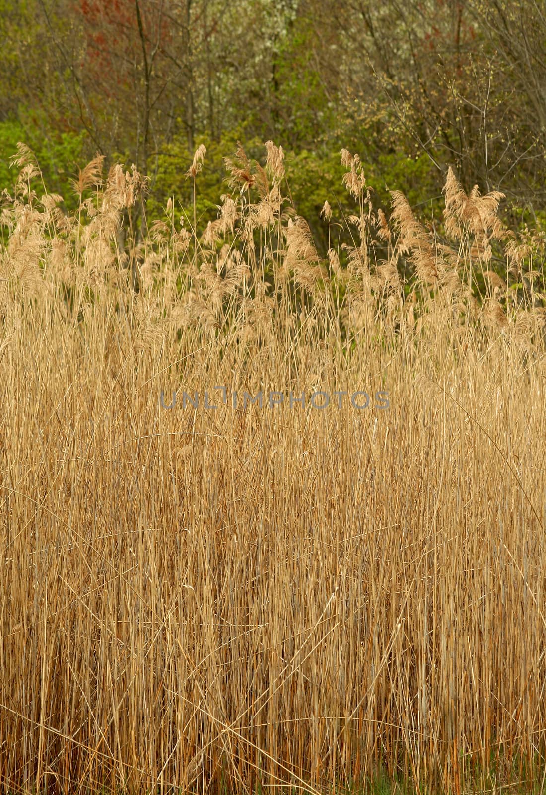 Some Tall reed plants