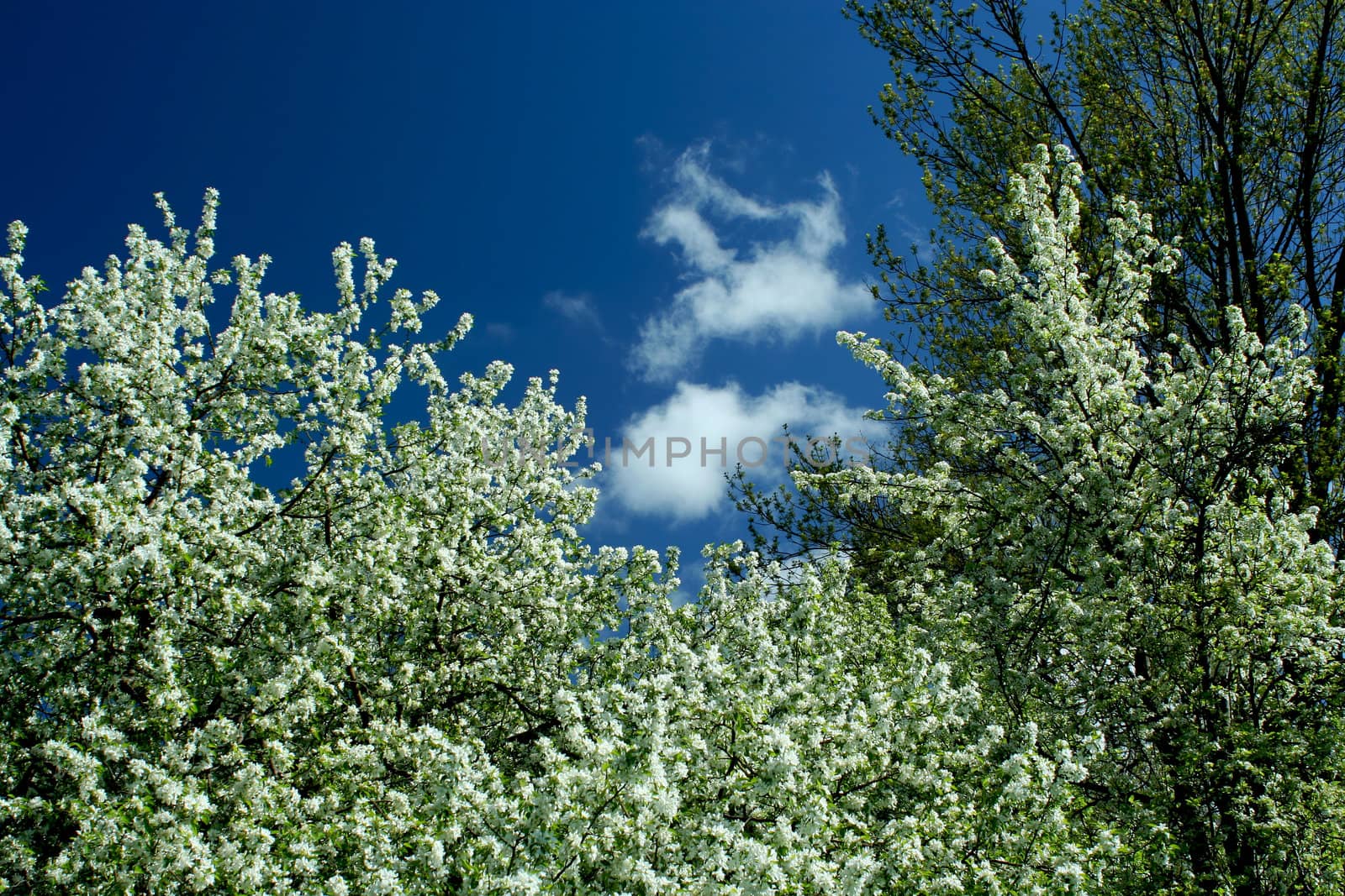 Spring trees and blue sky image