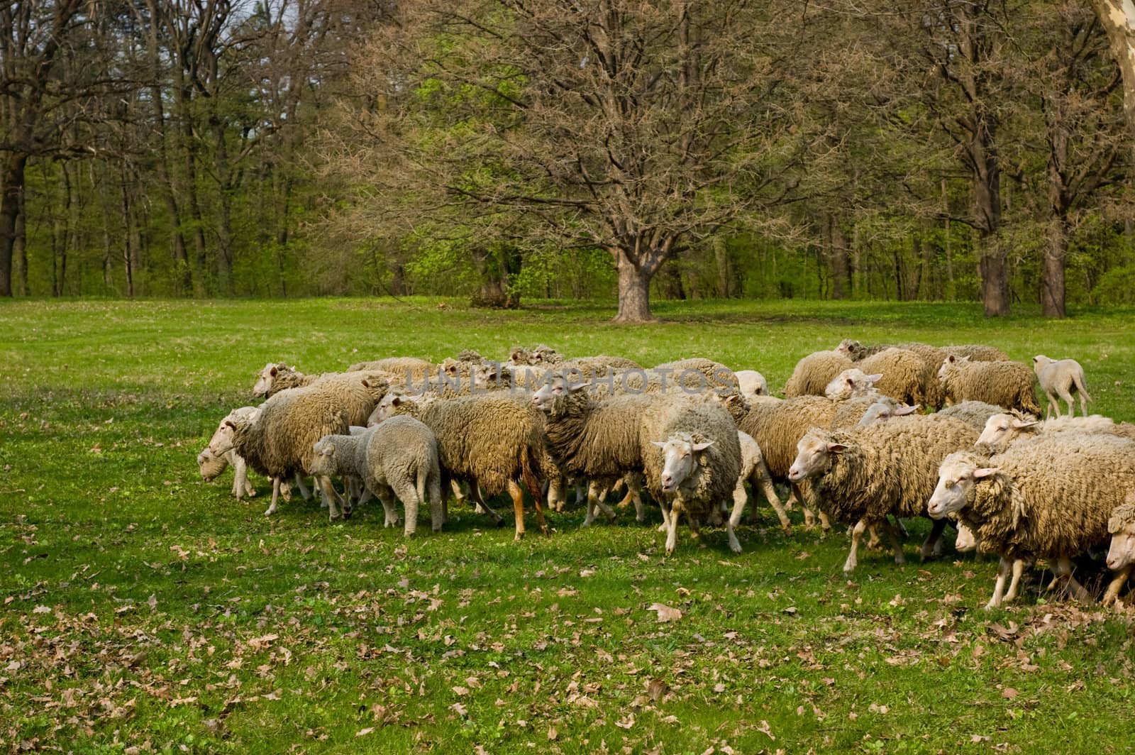 Flock of sheep grazing by Angel_a