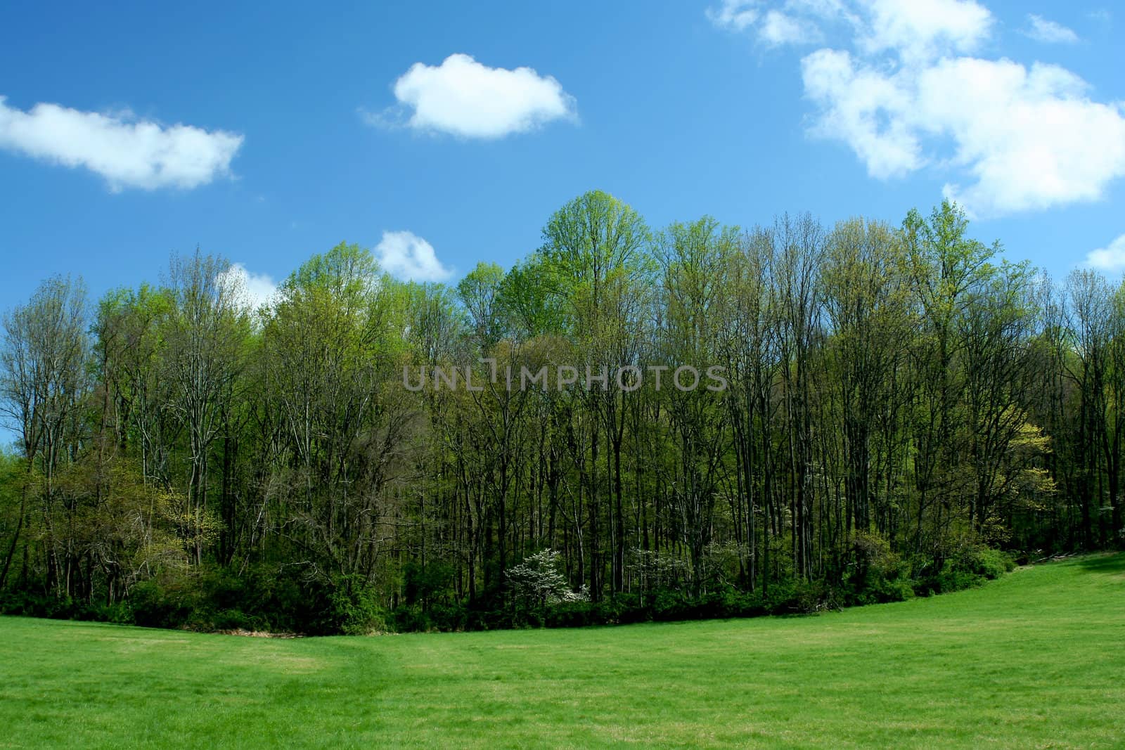 Spring trees with blue sky and grass