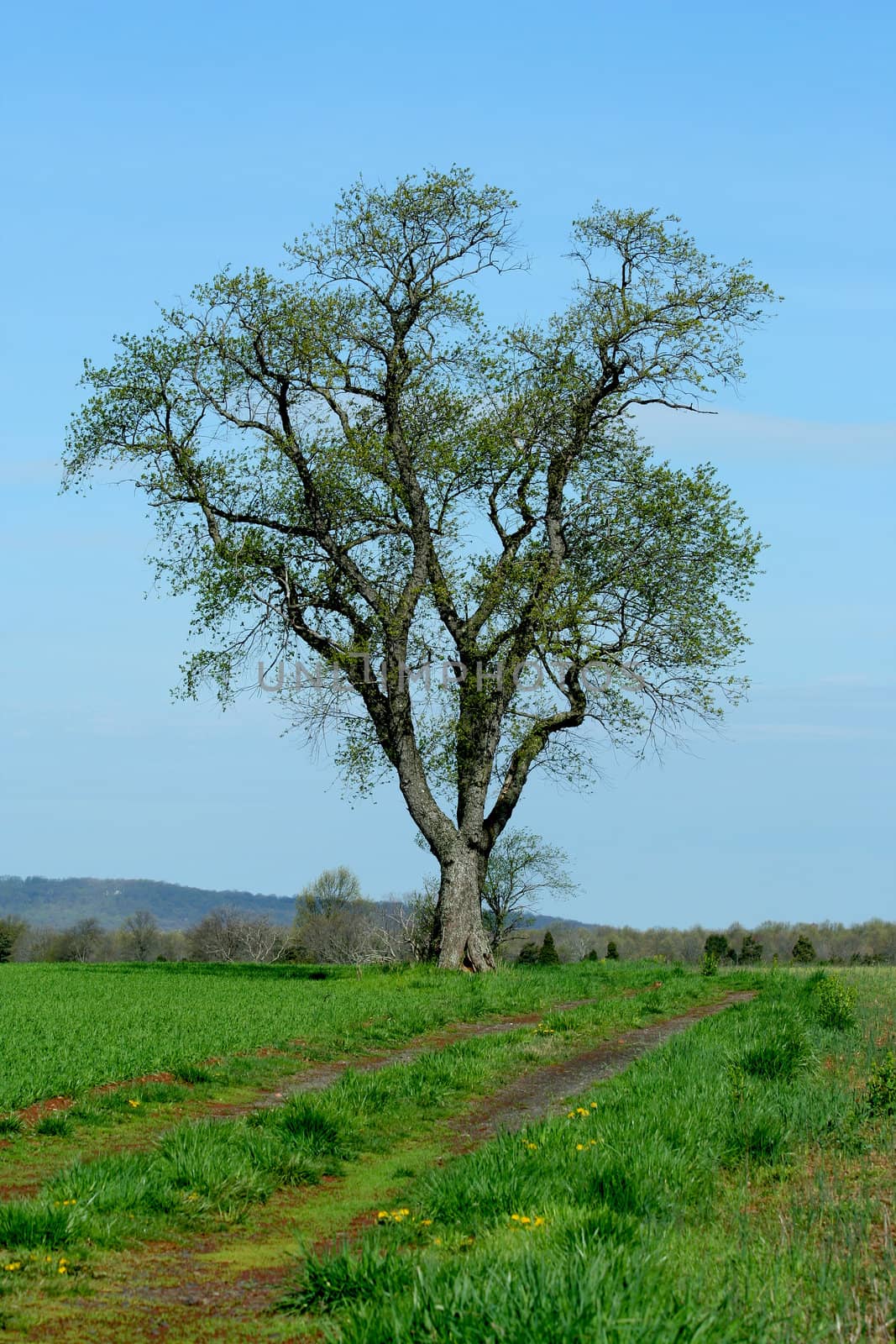 A Lone tree in a field