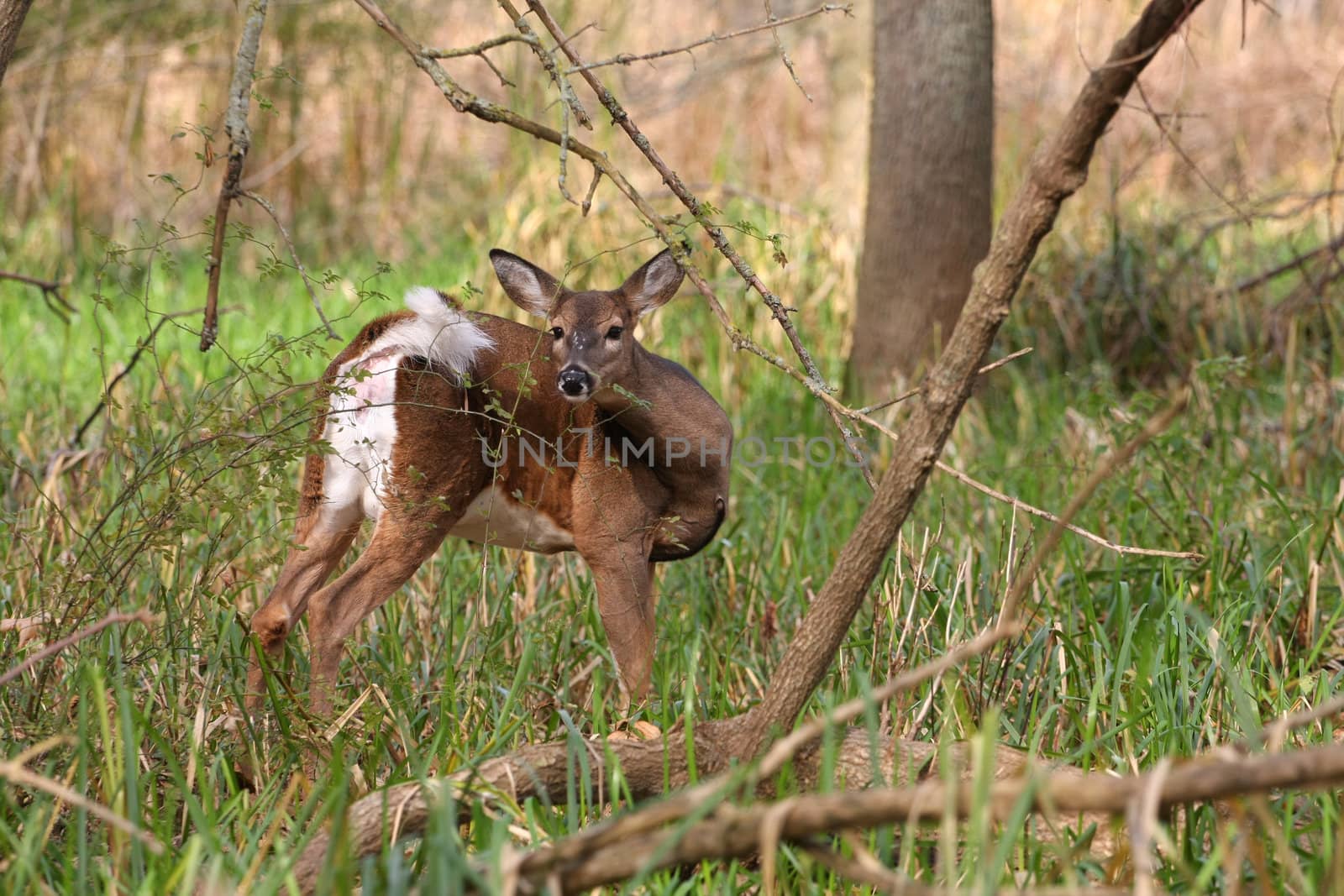 White-tailed Deer Odocoileus virginianus doe in marsh grass