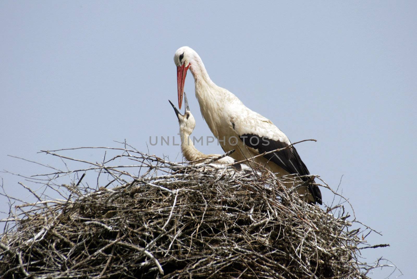 Stork family on the nest by atlas