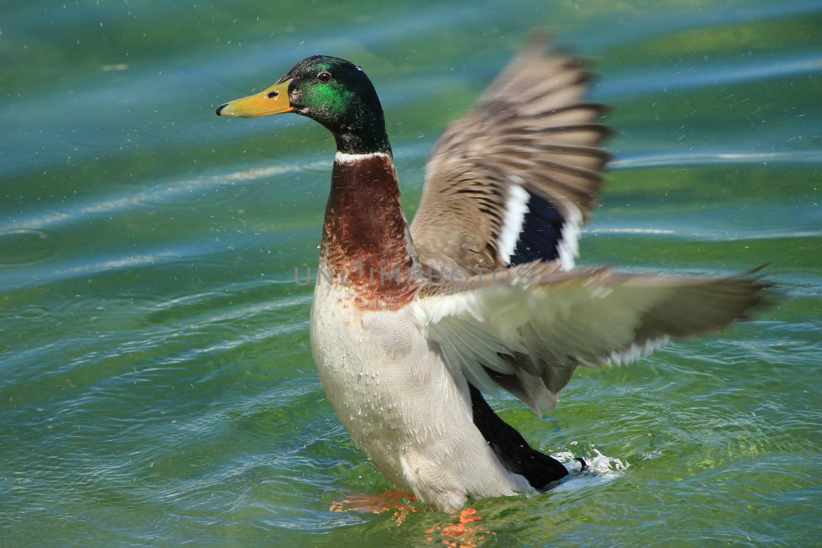 duck colvert fly and lake
