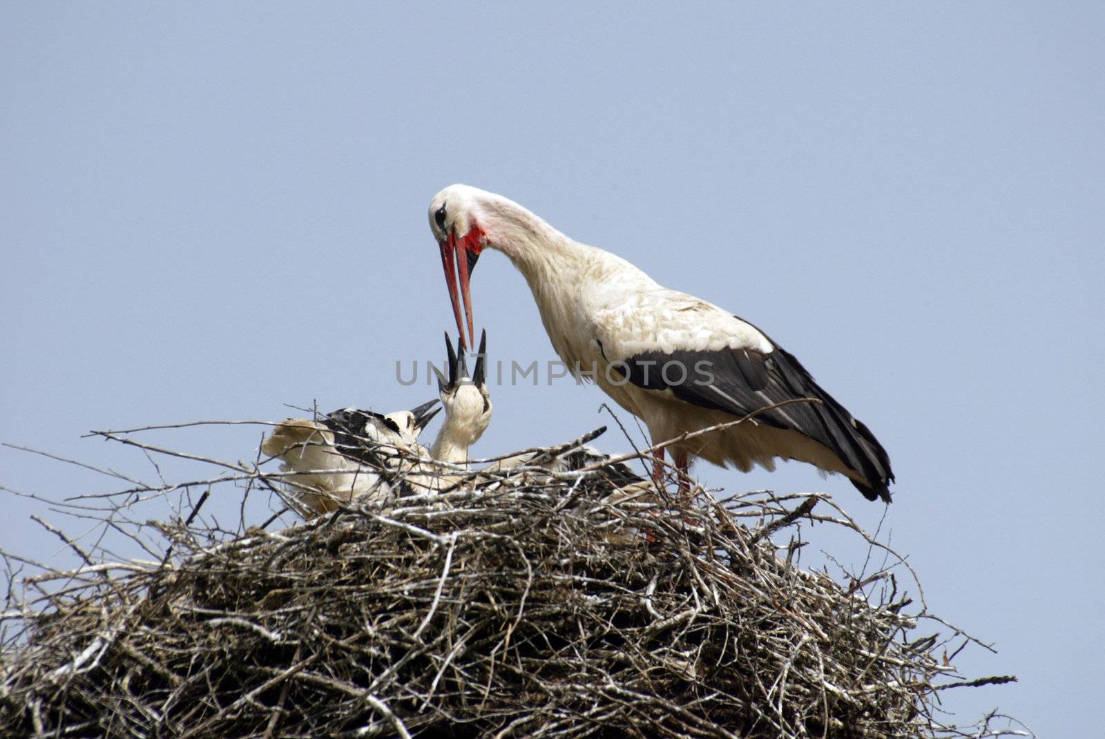 Stork family on the nest