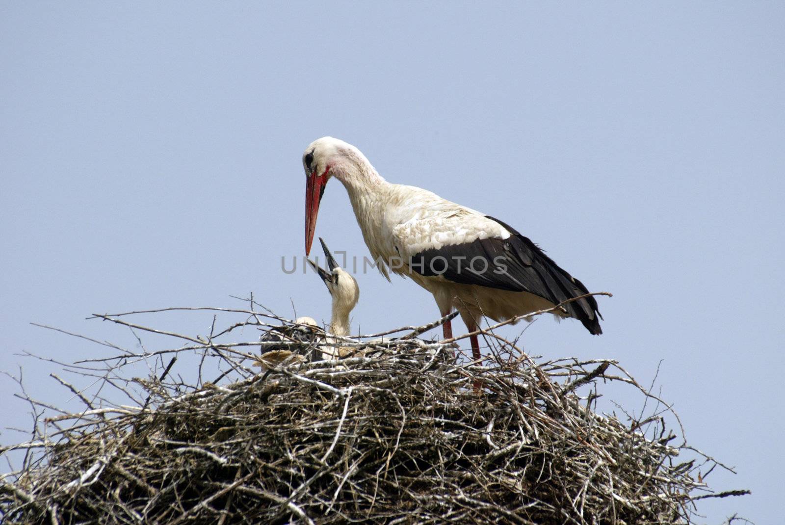 Stork family on the nest by atlas