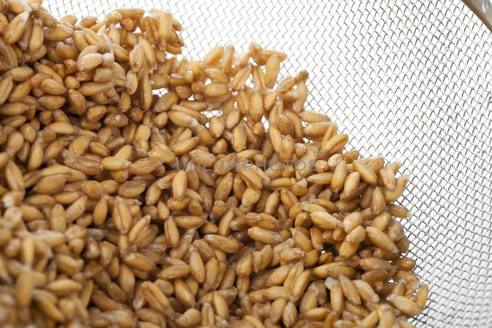 Raw spelt wheat grains wet from just being  rinsed in strainer.
