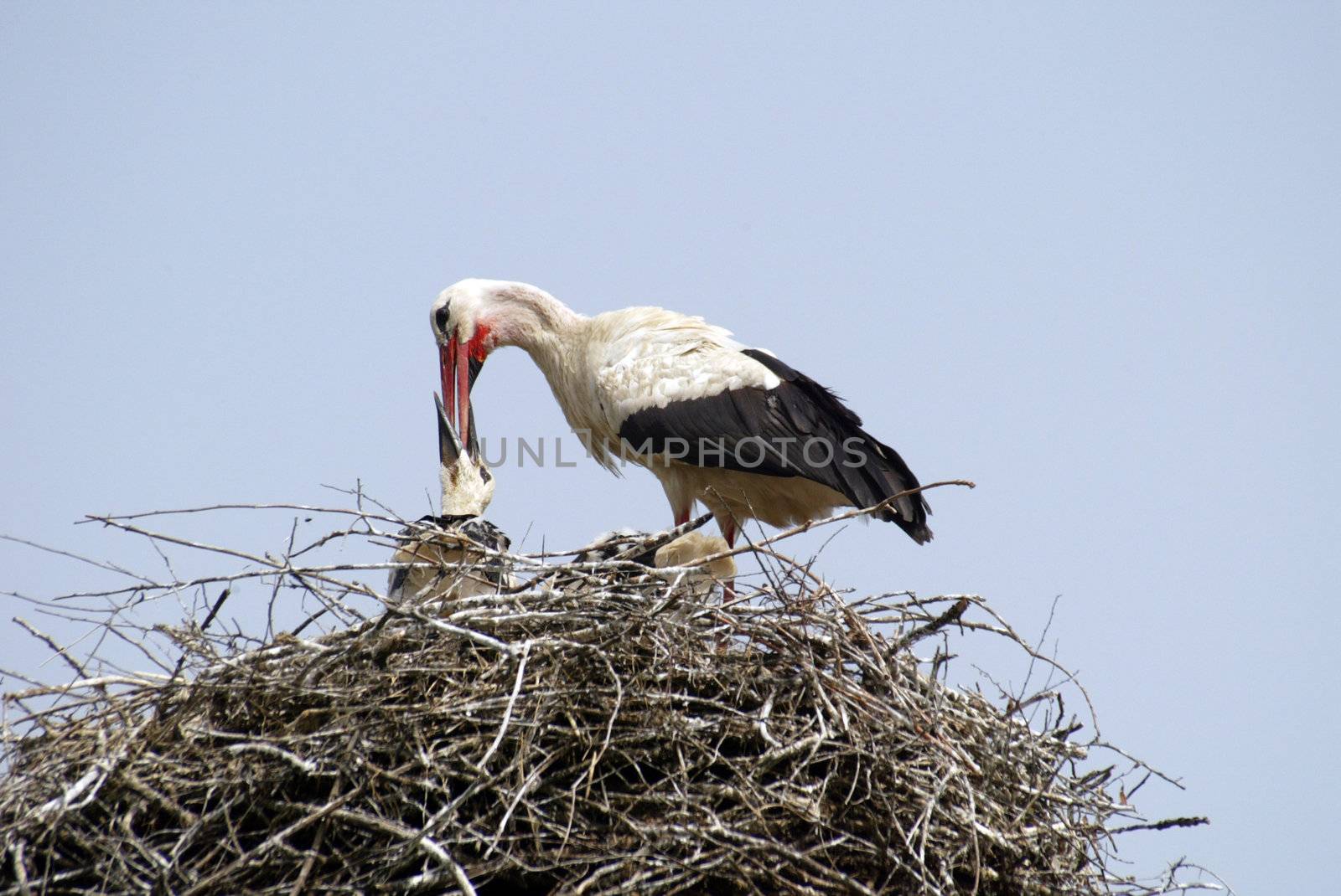 Stork family on the nest