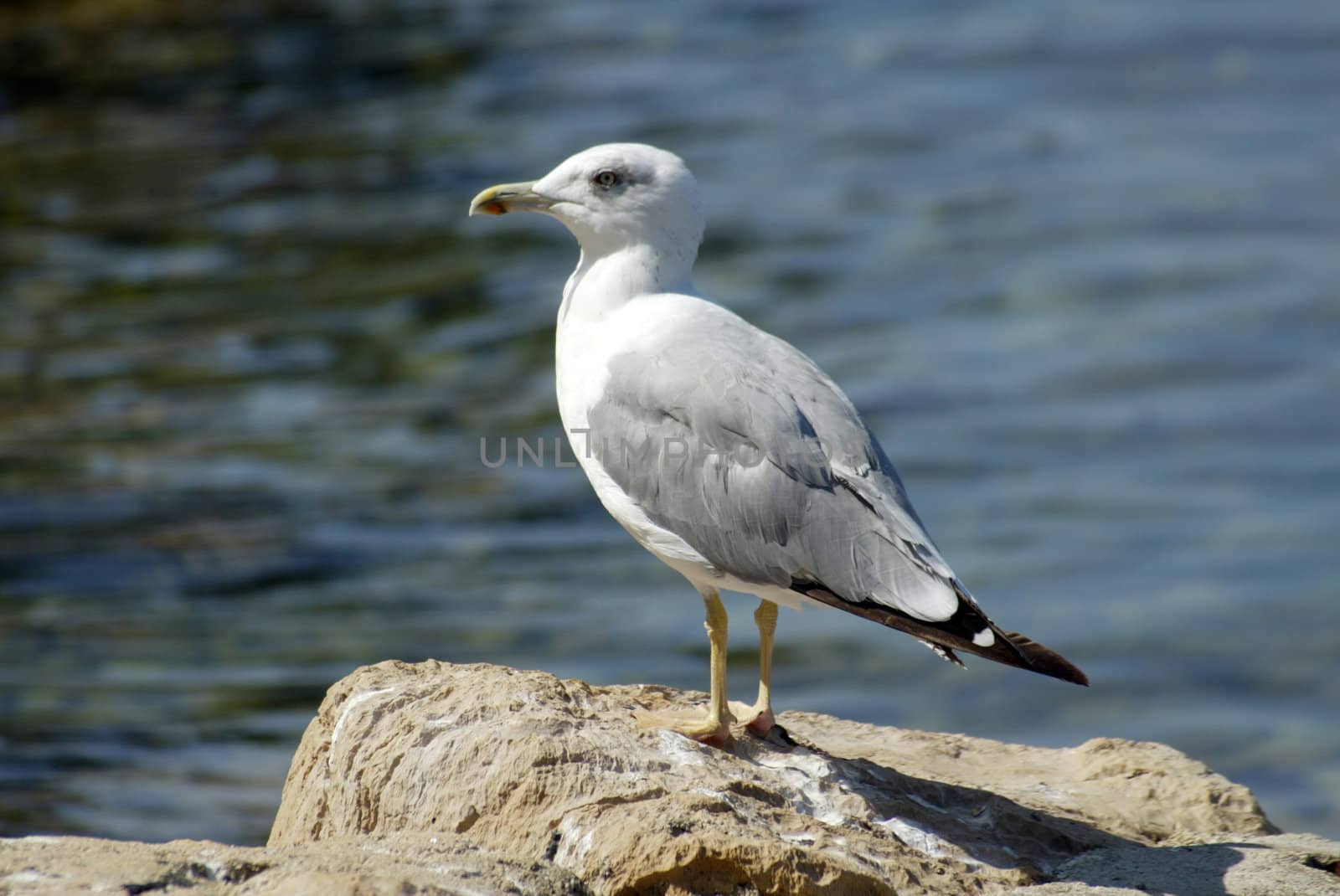 Seagull by atlas