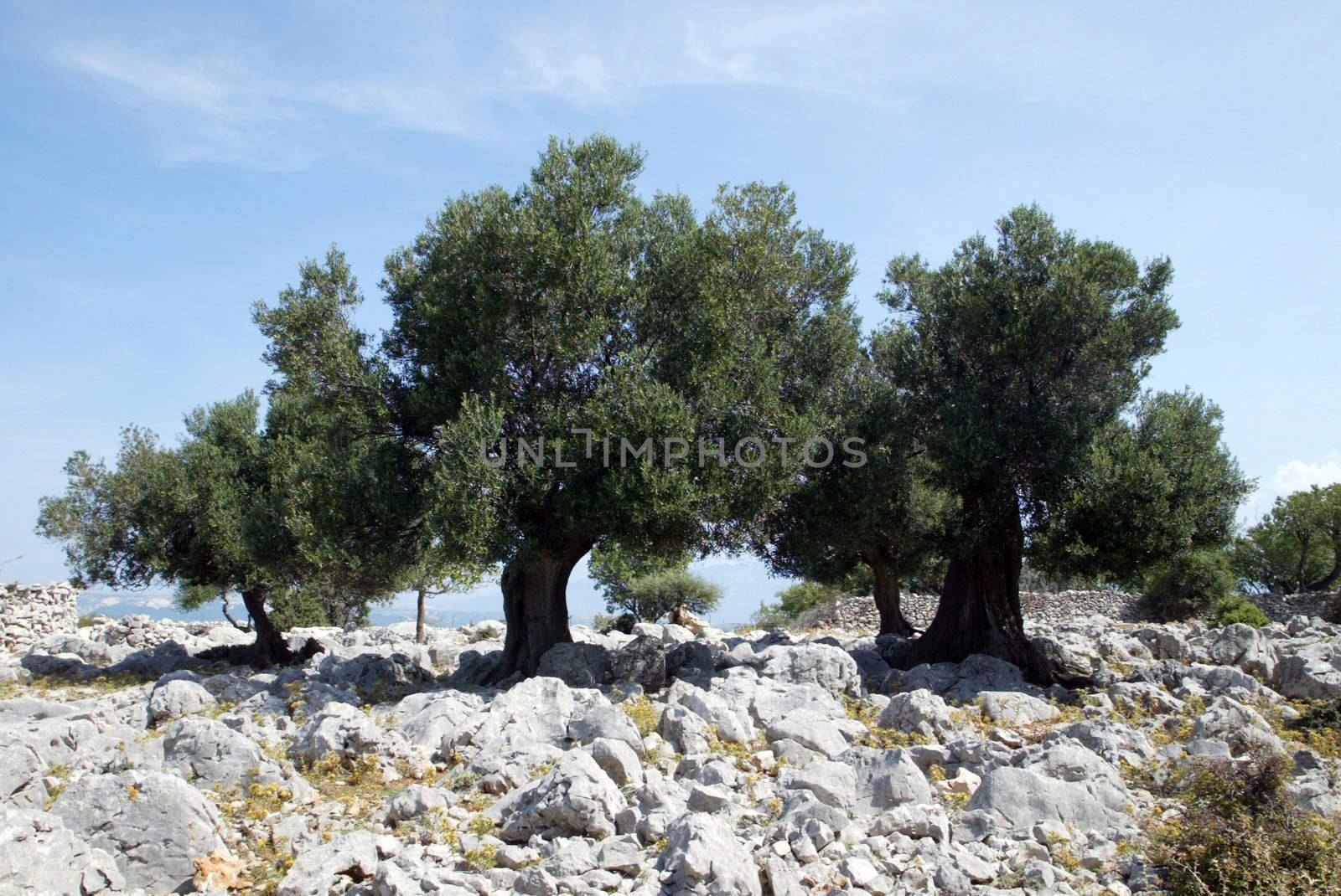 Olive grove by atlas