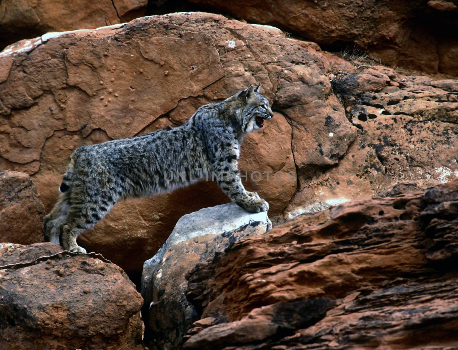 Bobcat on red rocks chasing prety