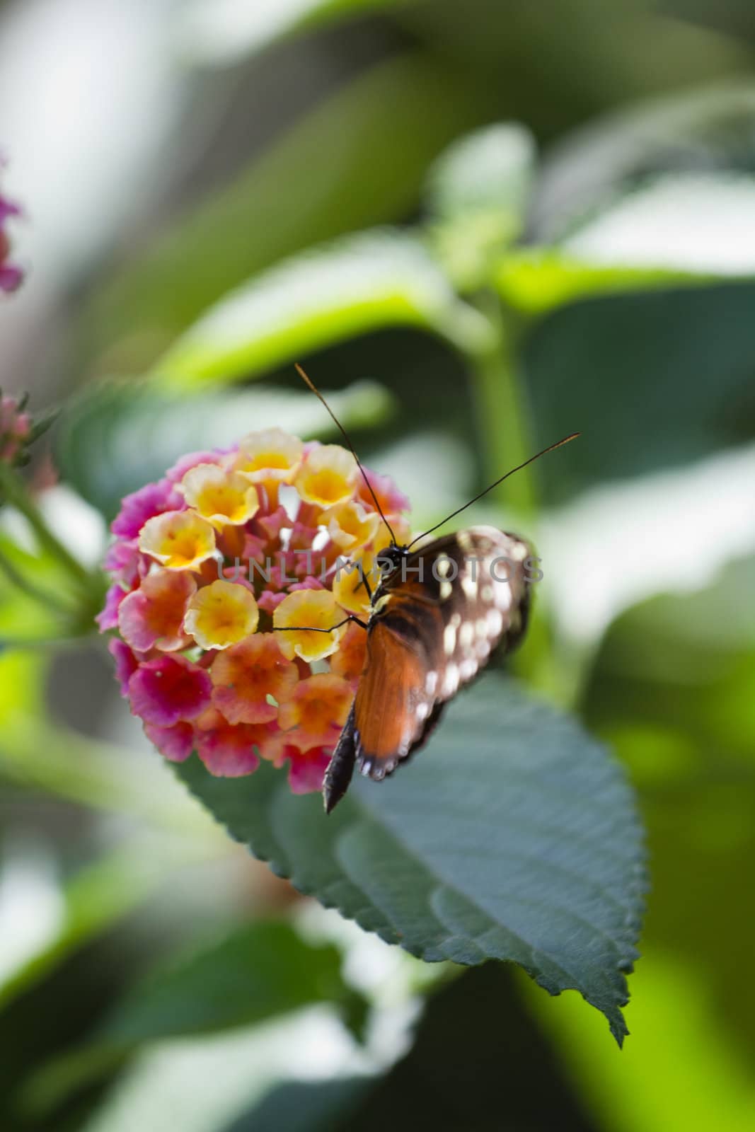 A Butterfly Perched atop a Flower