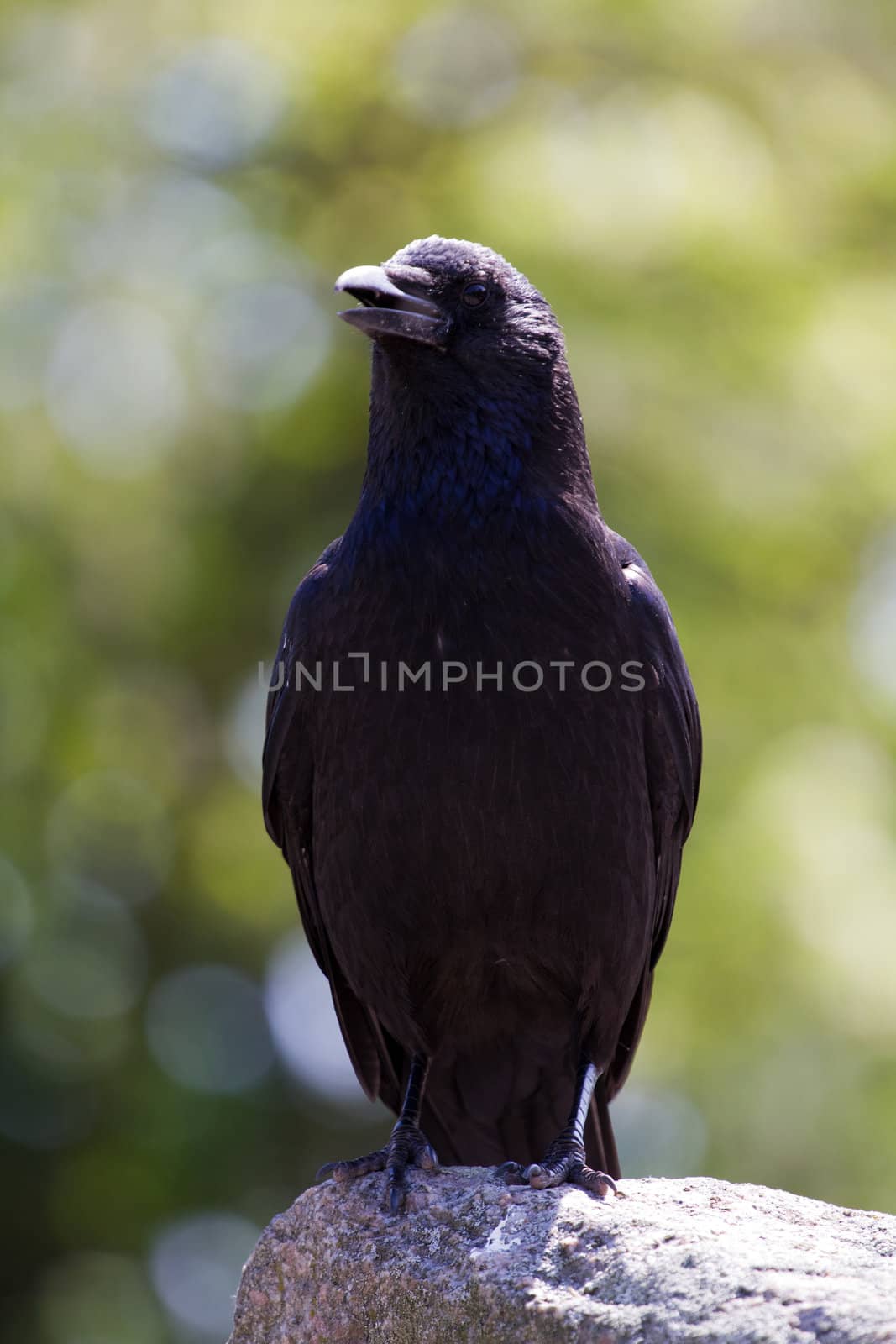 A Crow perched atop a stone