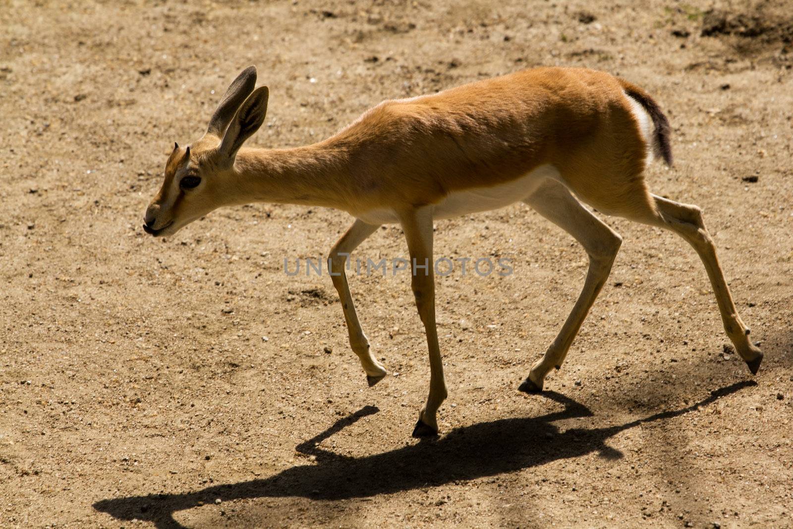 Deer in the plains on warm summer day