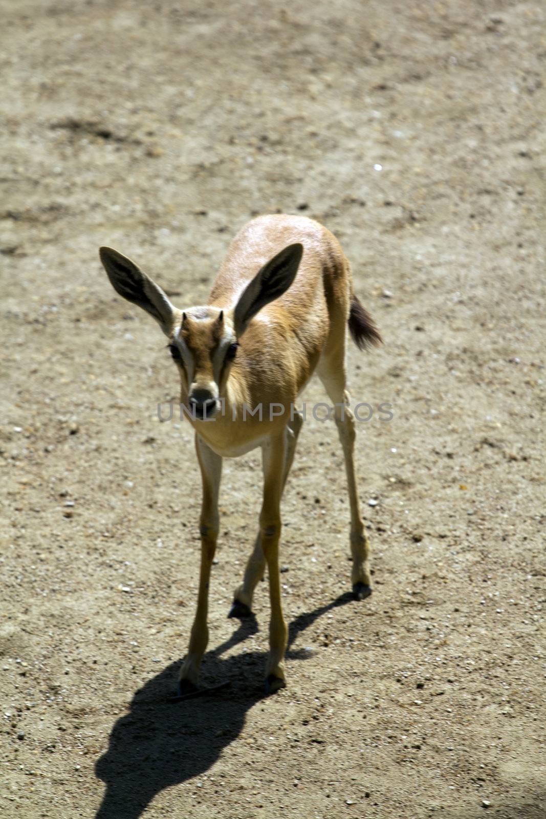 Deer in the plains on warm summer day