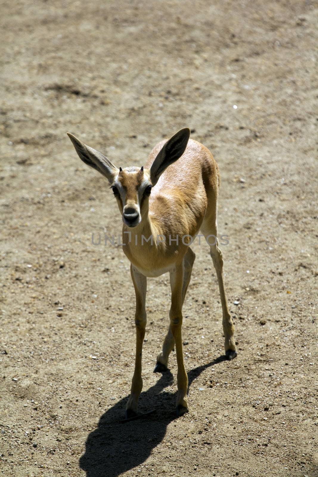 Deer in the plains on warm summer day