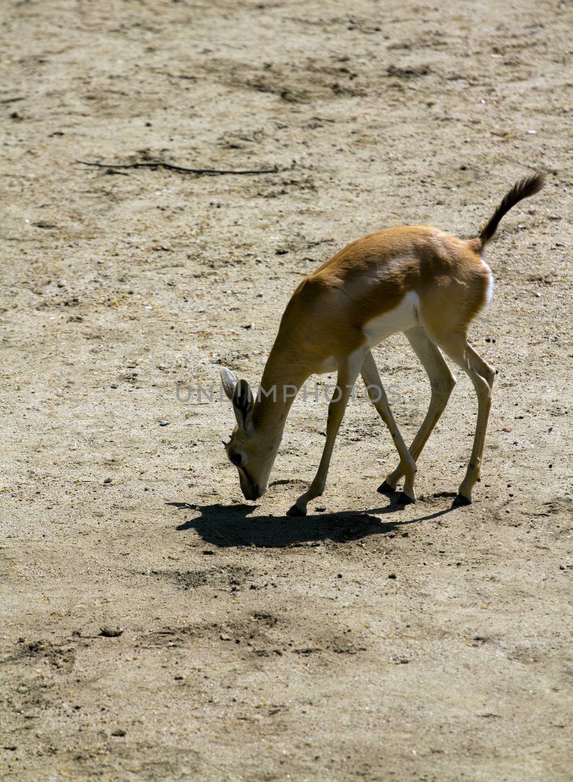 Deer in the plains on warm summer day