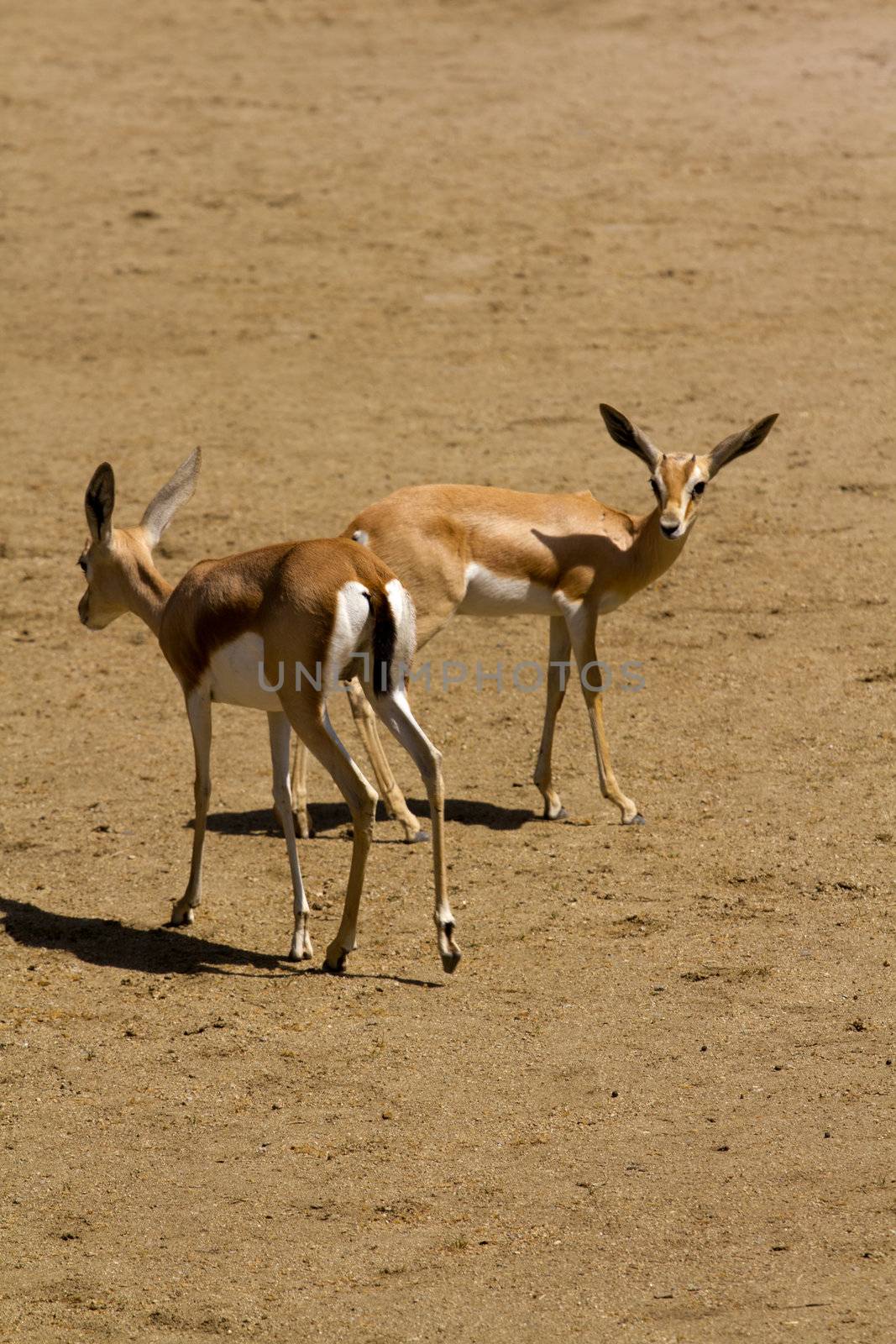 Deer in the plains on warm summer day