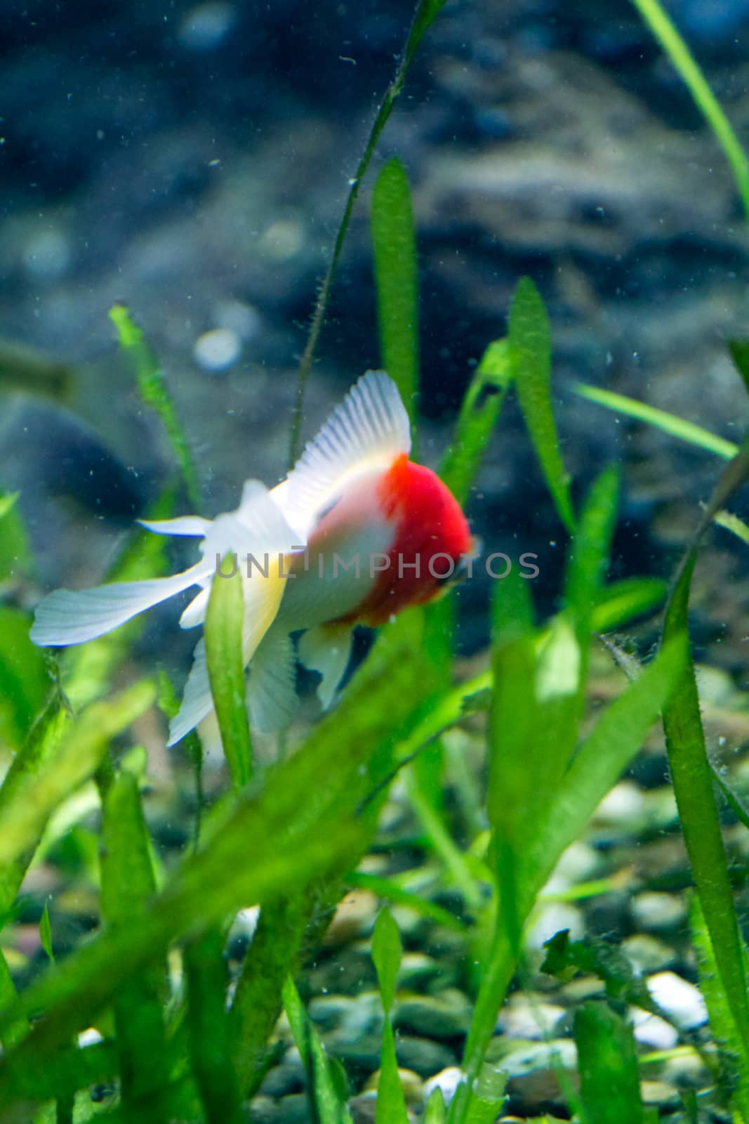 A Goldfish in an aquarium in Europe