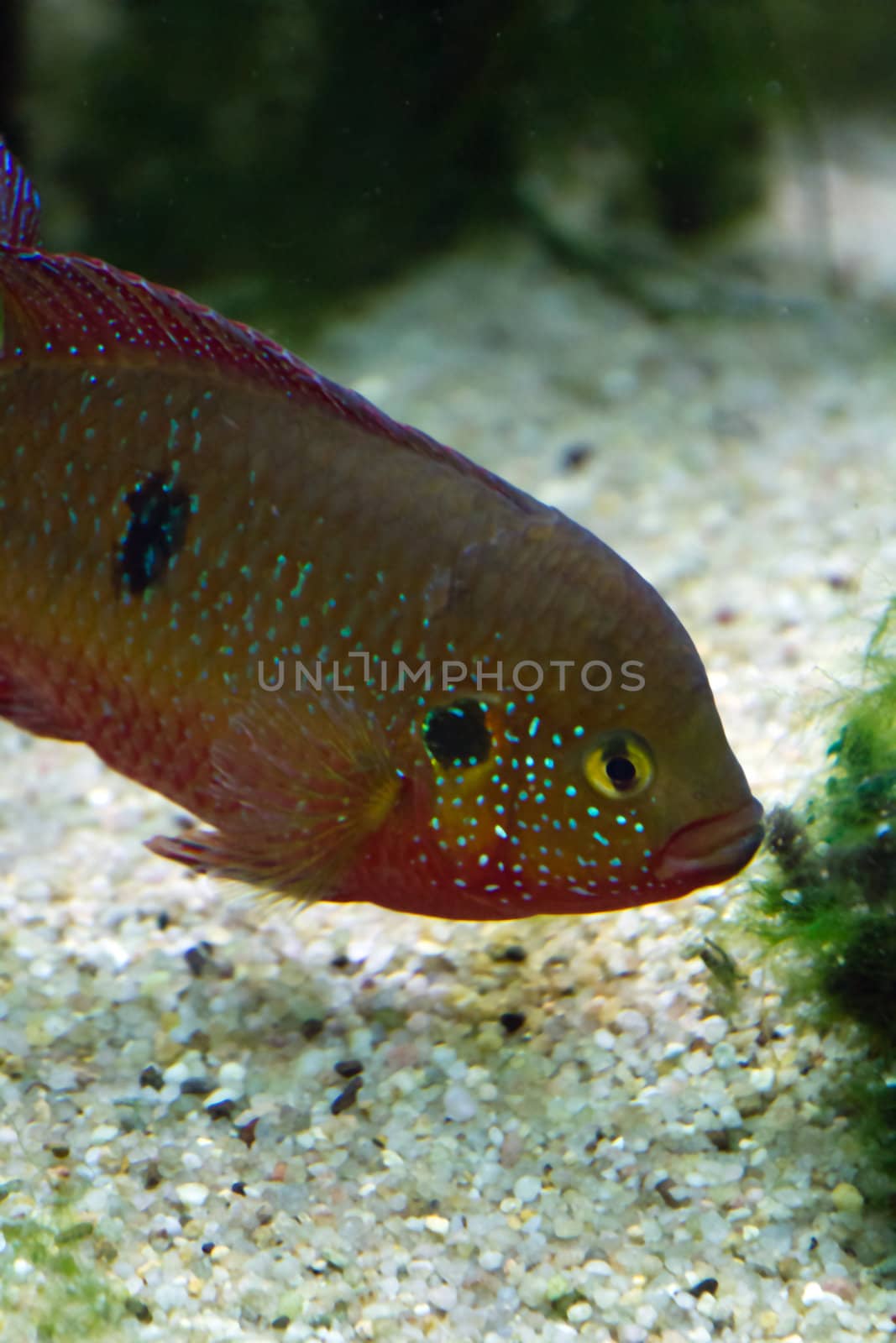 A Goldfish in an aquarium in Europe