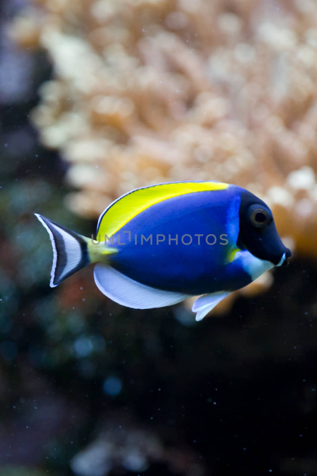 A Goldfish in an aquarium in Europe