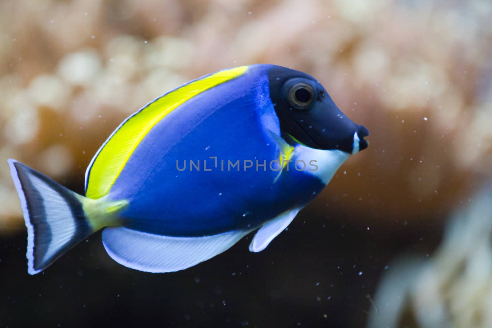 A Goldfish in an aquarium in Europe