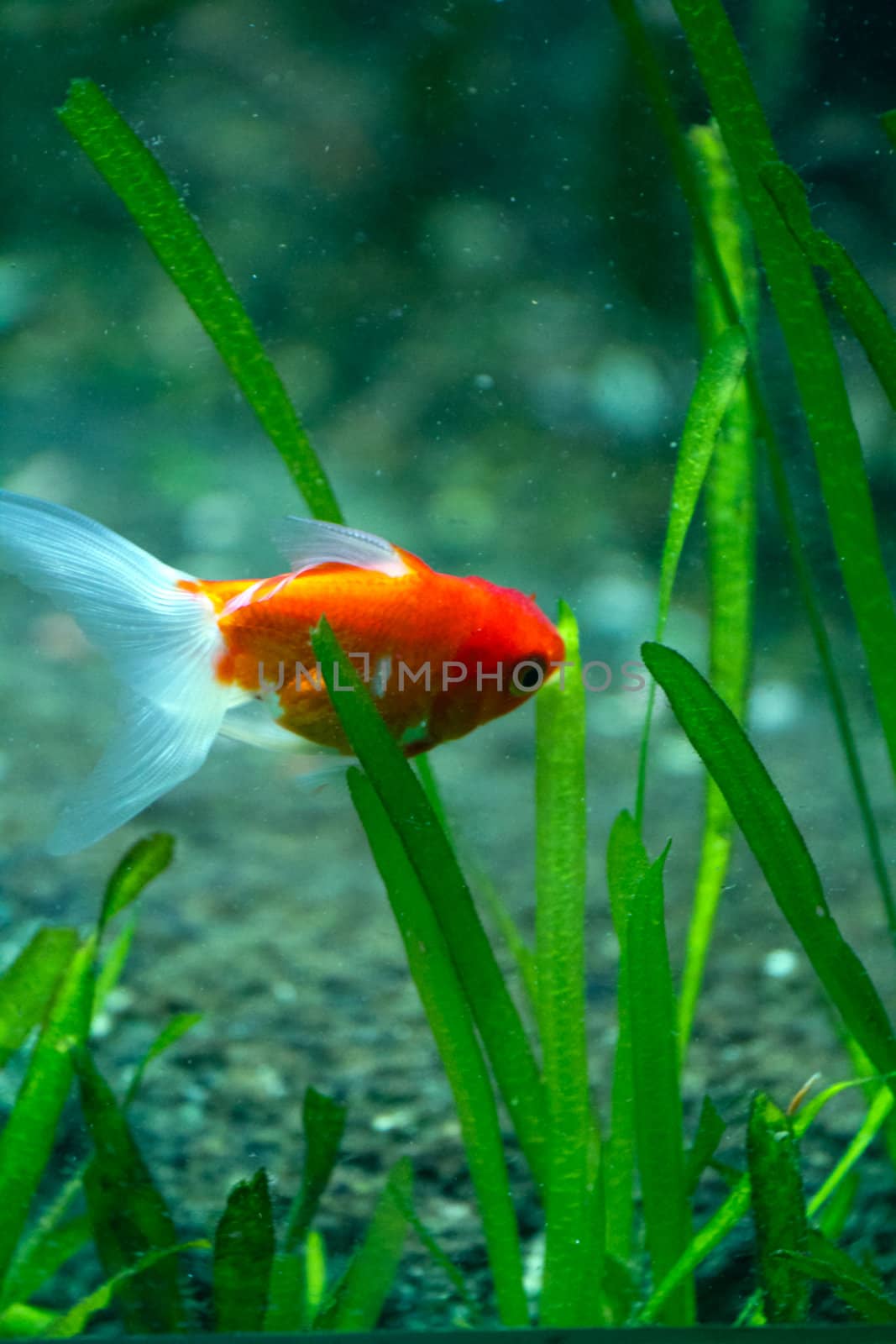 A Goldfish in an aquarium in Europe
