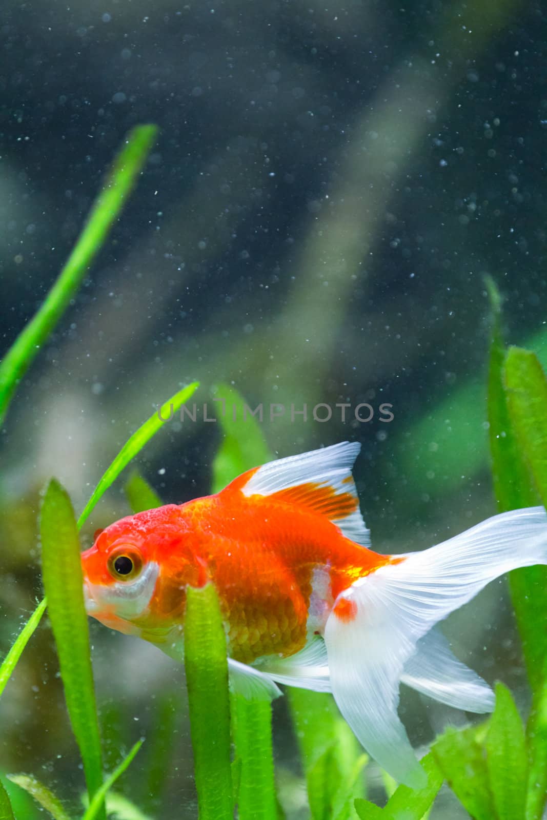 A Goldfish in an aquarium in Europe