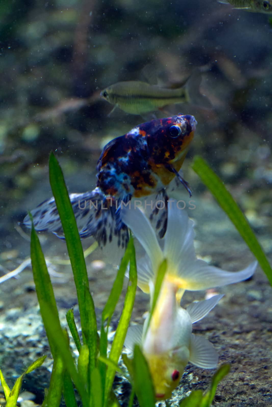 A Goldfish in an aquarium in Europe
