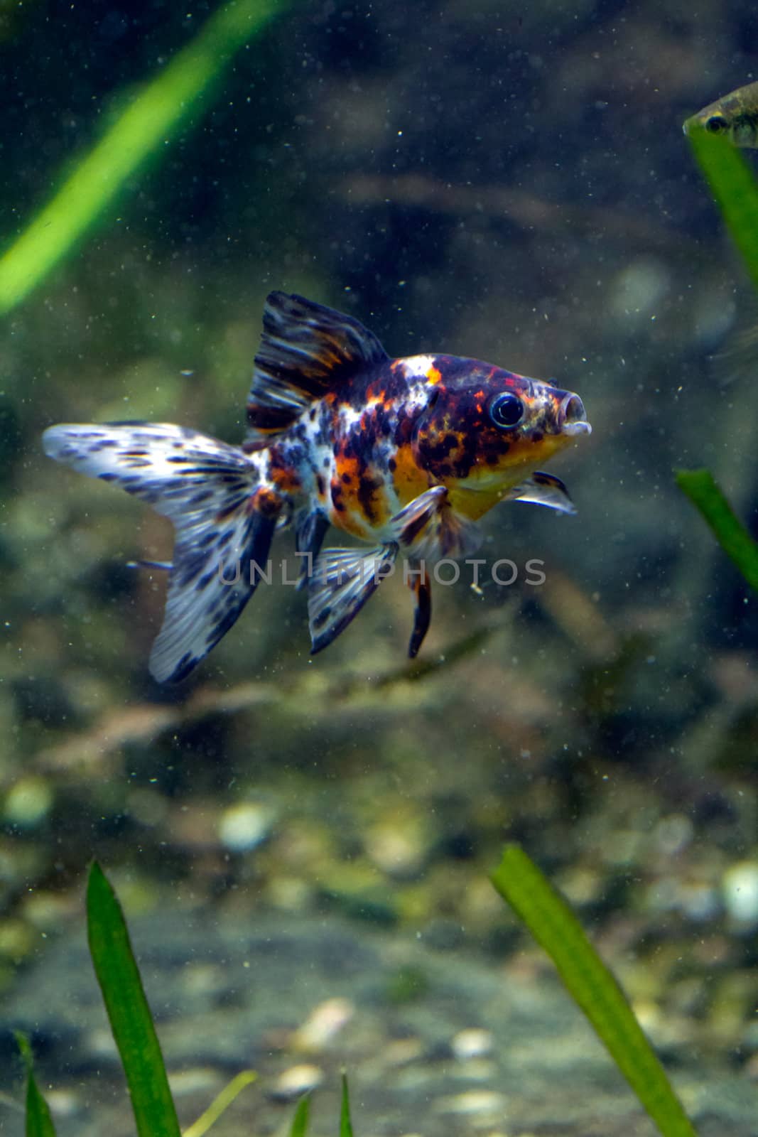 A Goldfish in an aquarium in Europe