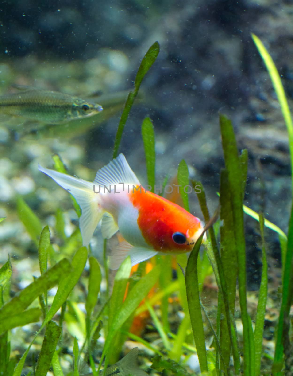 A Goldfish in an aquarium in Europe
