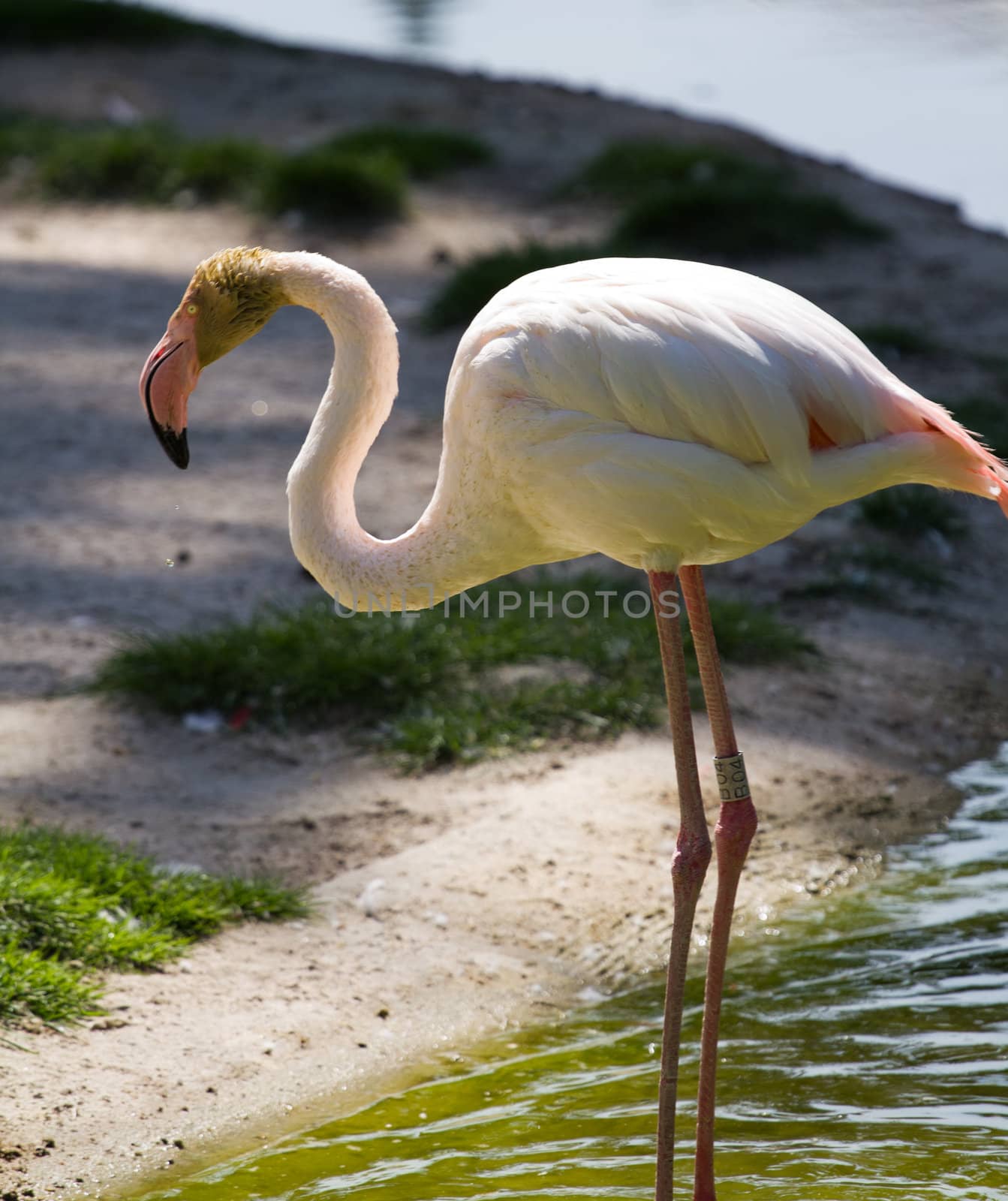 Flamingos at the lakeside in Europe