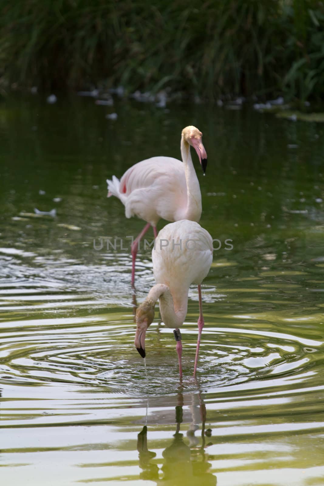 Flamingos at the lakeside in Europe