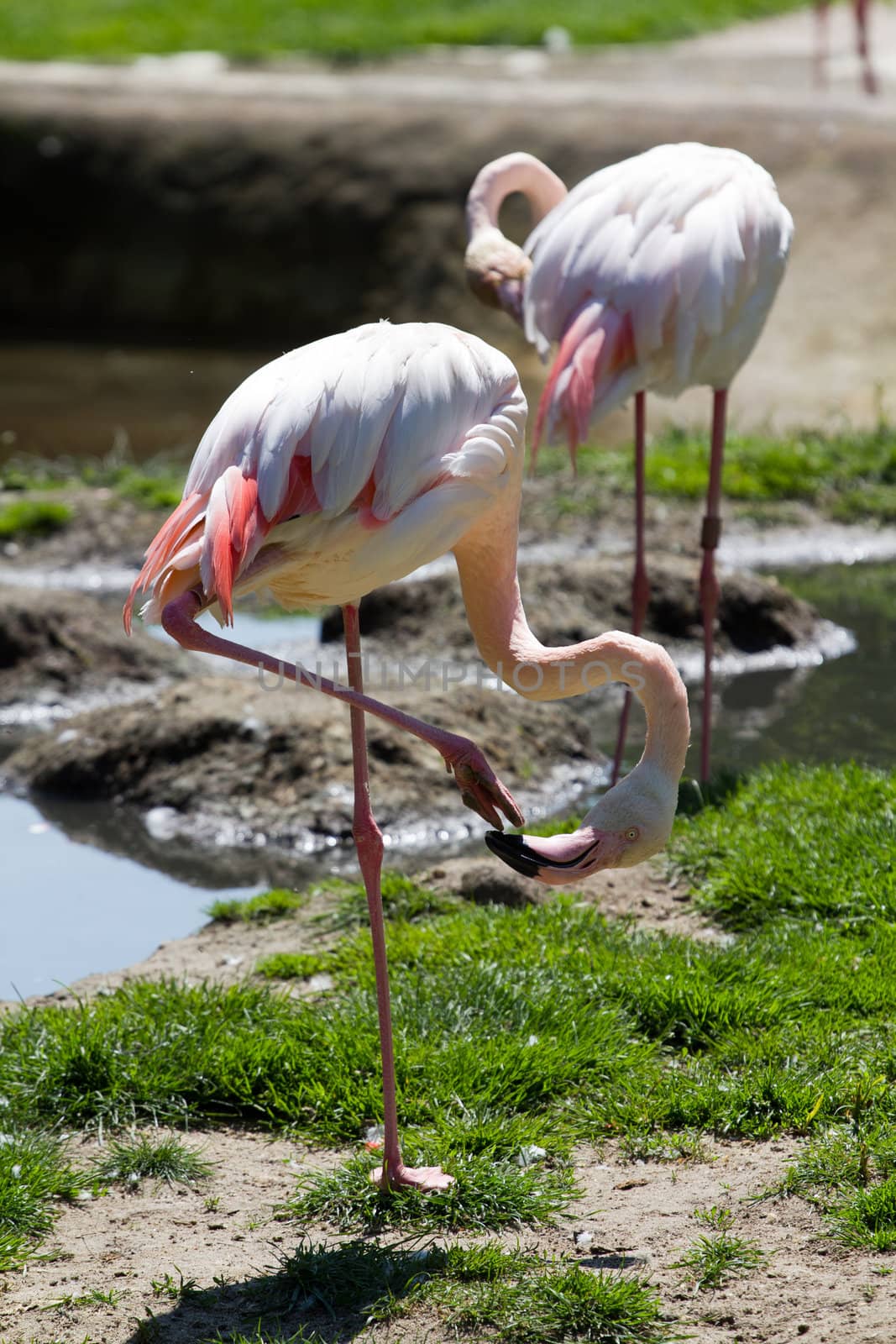 Flamingos at the lakeside in Europe