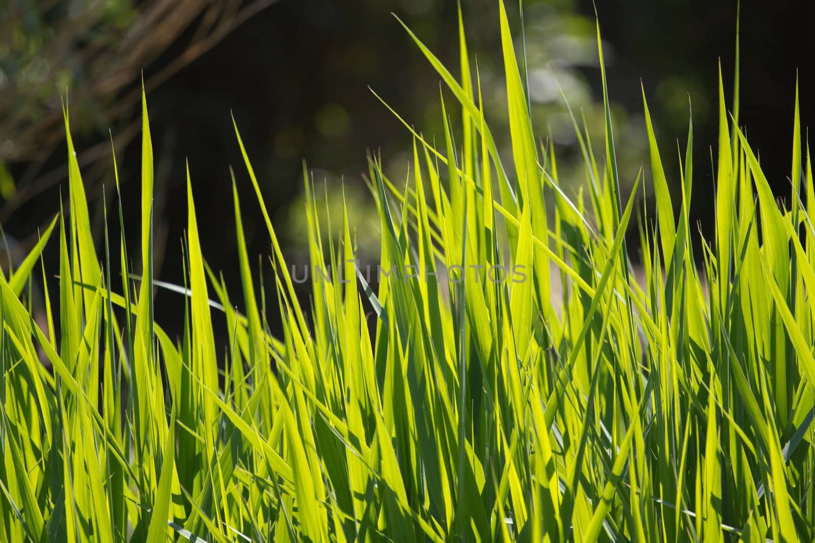 Blades of Grass illuminated by the Summer Sun