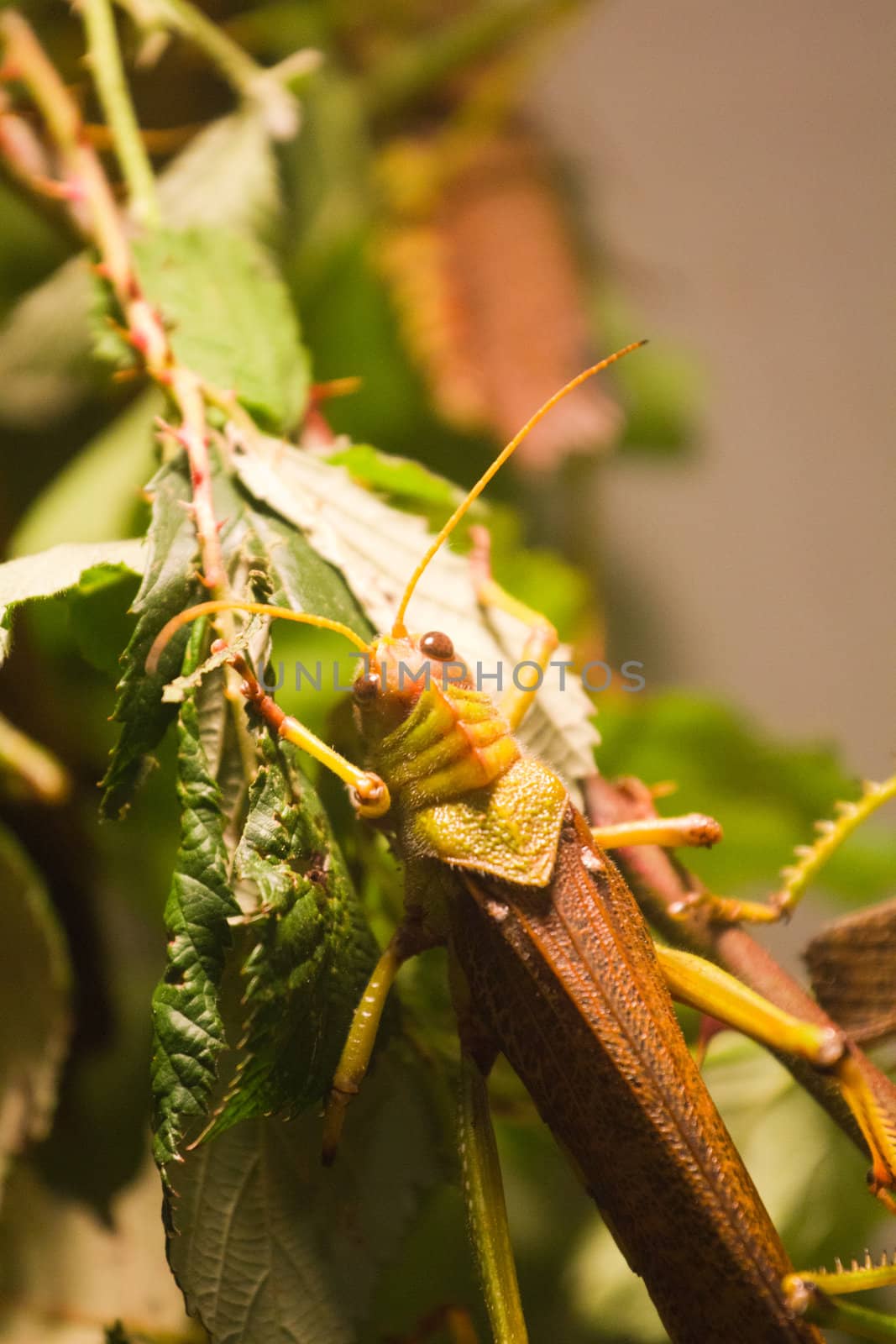 A Grasshopper pauses on a branch