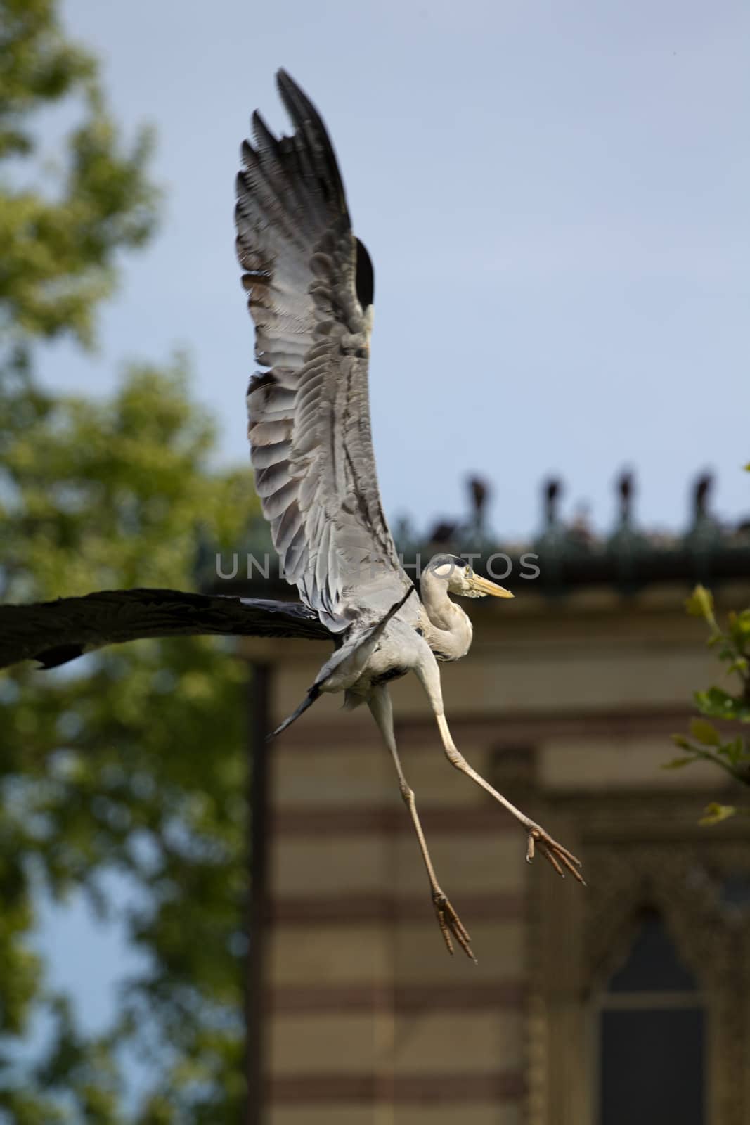 A Heron by the Lakeside in Summer