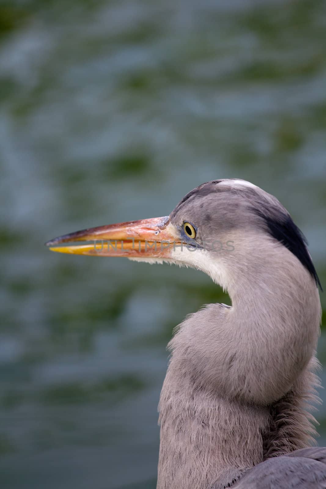 A Heron by the Lakeside in Summer