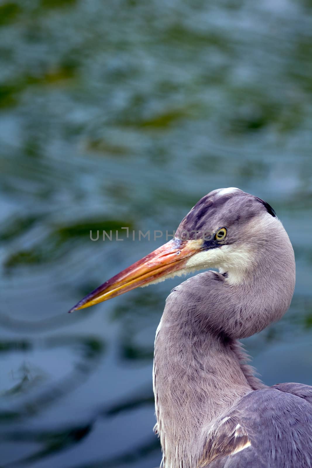 A Heron by the Lakeside in Summer