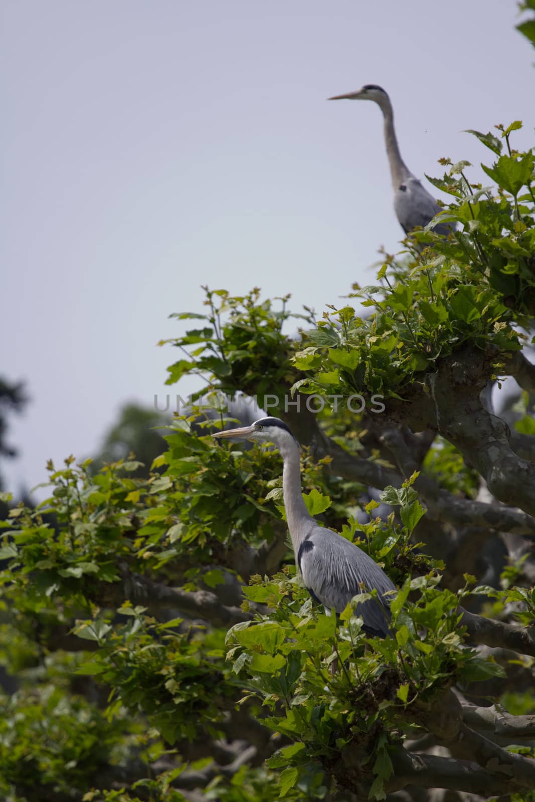 A Heron by the Lakeside in Summer