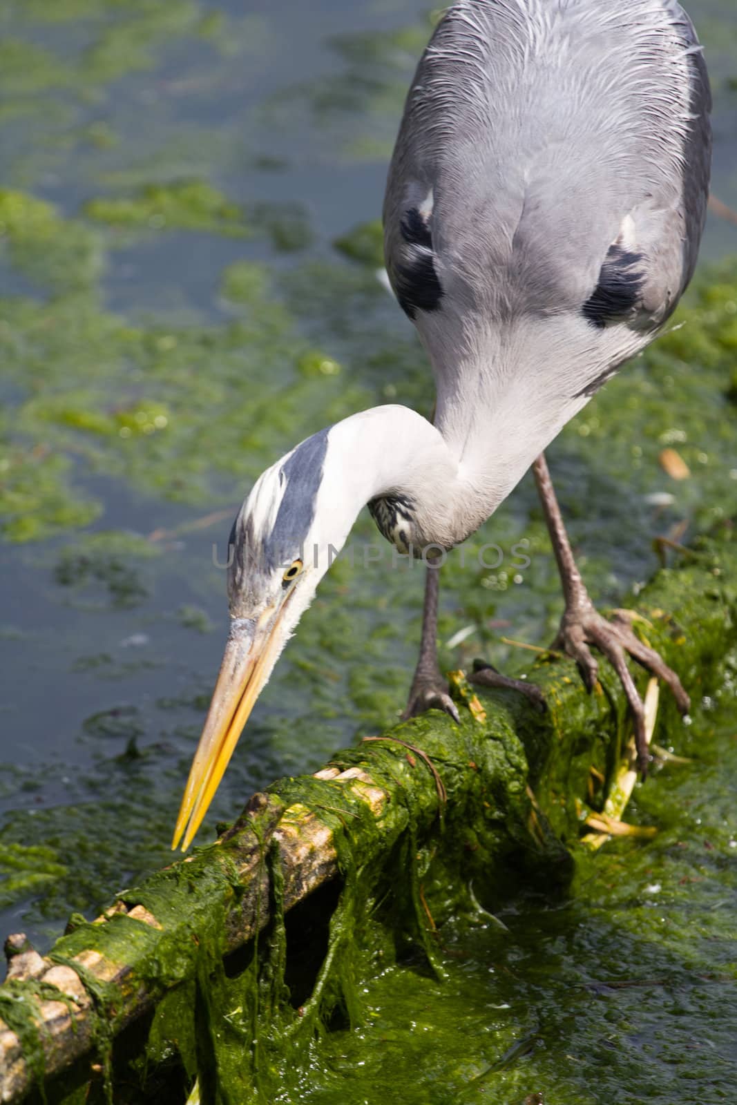 A Heron by the Lakeside in Summer