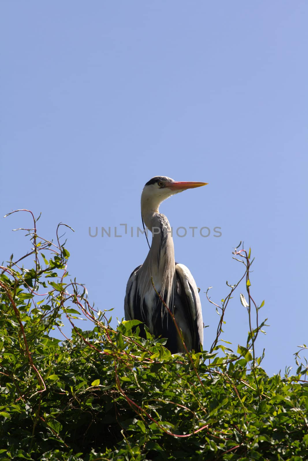 A Heron by the Lakeside in Summer
