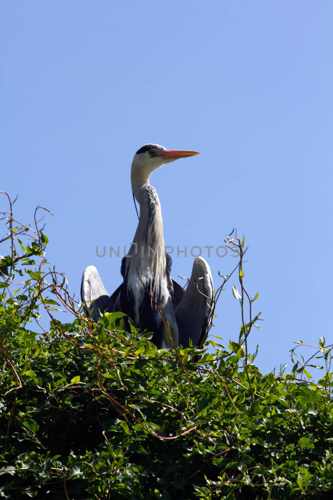 A Heron by the Lakeside in Summer