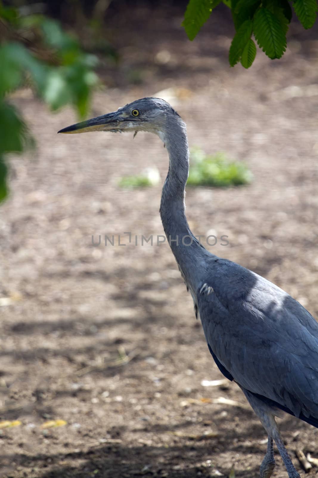 A Heron by the Lakeside in Summer