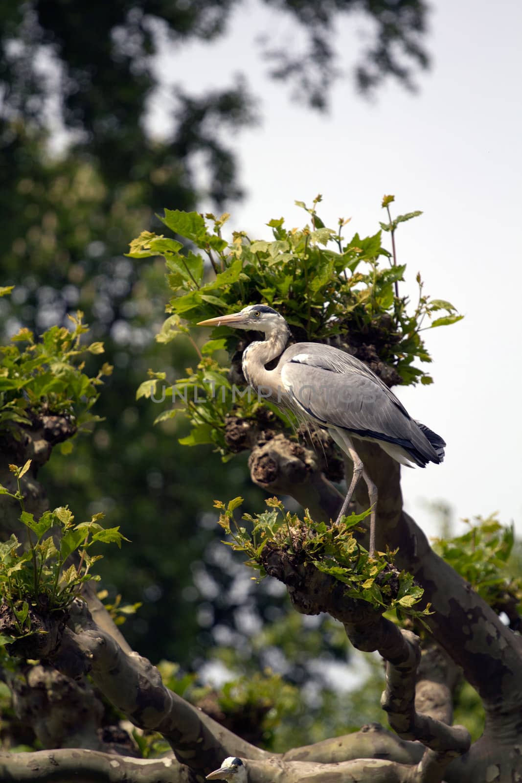 A Heron by the Lakeside in Summer