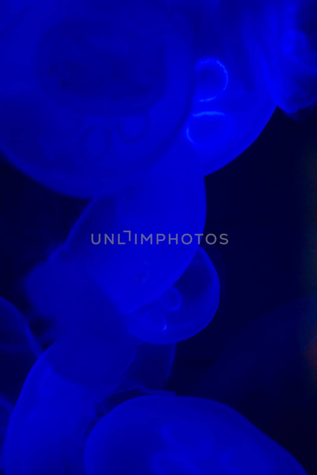Jellyfish swimming with a blue glow